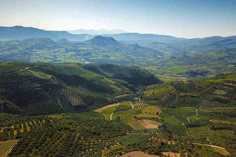 Vigneti cretesi 2